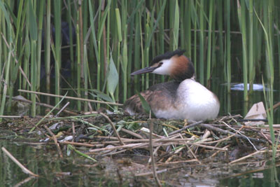 Great Crested Grebe  2005  F. S. Simpson