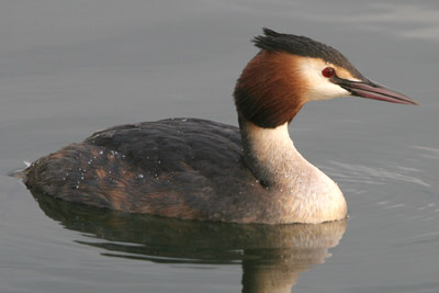 Great Crested Grebe  2005  F. S. Simpson
