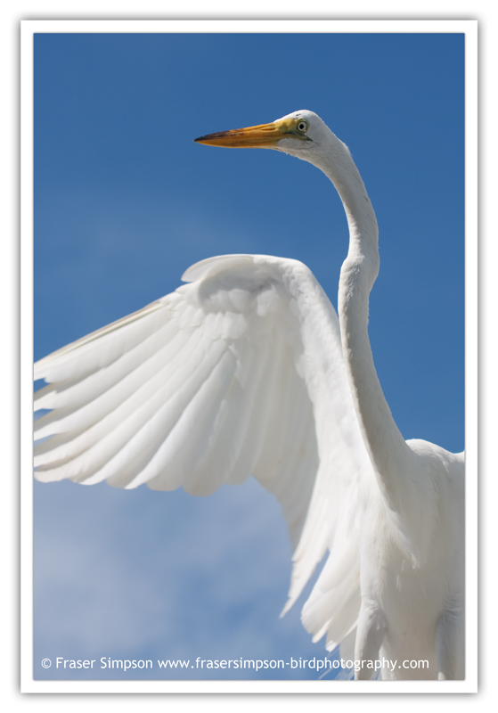 Great Egret  (Ardea alba) � 2010 Fraser Simpson
