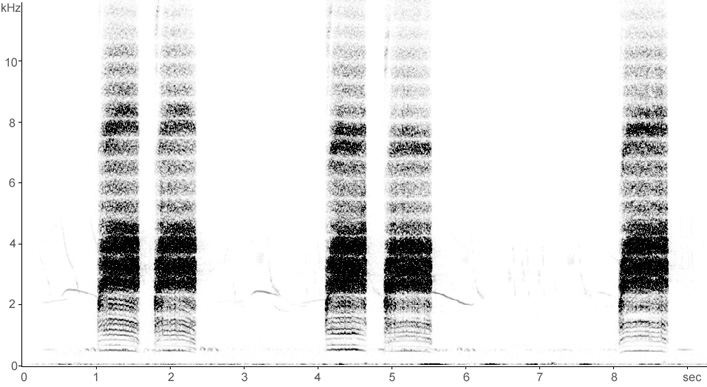 Sonogram of Great Grey Shrike alarm calls