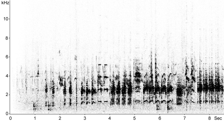 Sonogram of Great Reed Warbler song