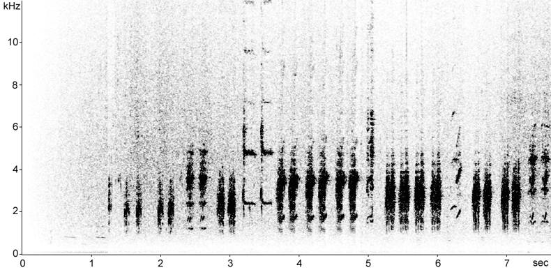Sonogram of Great Reed Warbler song