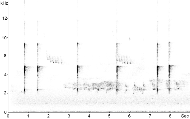 Sonogram of Great Spotted Woodpecker calls