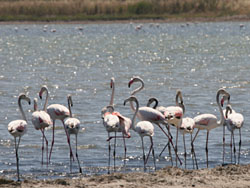 Greater Flamingo (Pheonicopterus ruber)