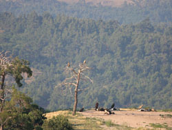 Vultures at feeding site in Dadia Forest