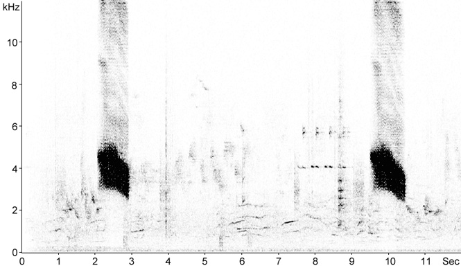 Sonogram of Greenfinch song