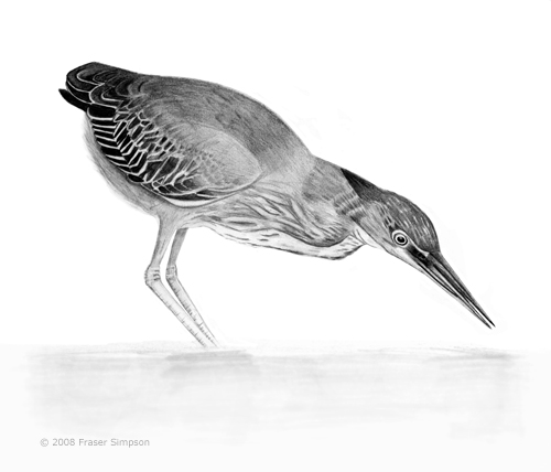 Green Heron drawing © Fraser Simpson