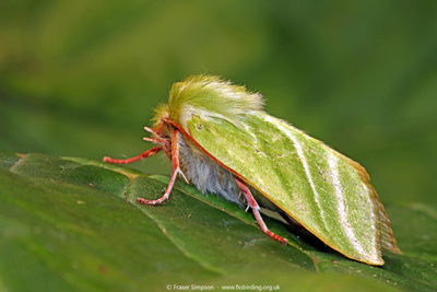 Coxcomb Prominent�(Ptilodon capucina) � Fraser Simpson