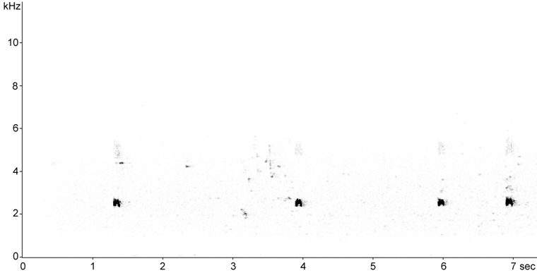 Sonogram of Green-winged Teal calls