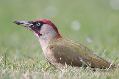 Green Woodpecker (male)  2005  F. S. Simpson