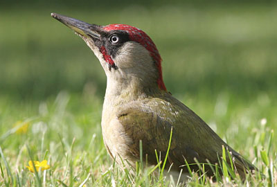 Green Woodpecker (male)  2005  F. S. Simpson