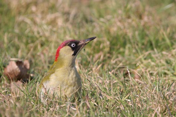 Green Woodpecker 2006 Fraser Simpson