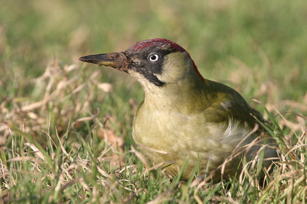 Green Woodpecker 2006 Fraser Simpson