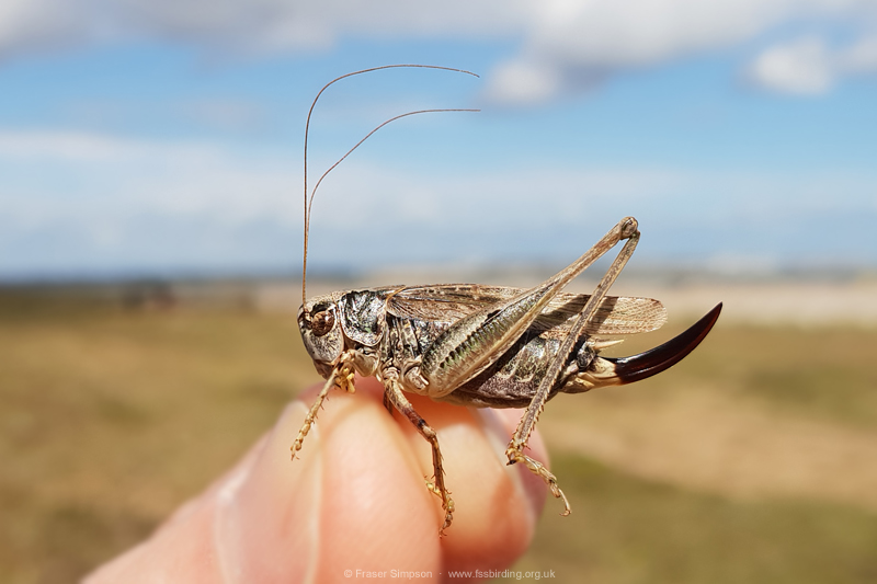 Grey Bush-cricket (Platycleis albopunctata) © Fraser Simpson