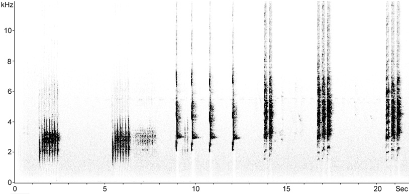 Sonogram of Grey-eared Honeyeater vocalisations