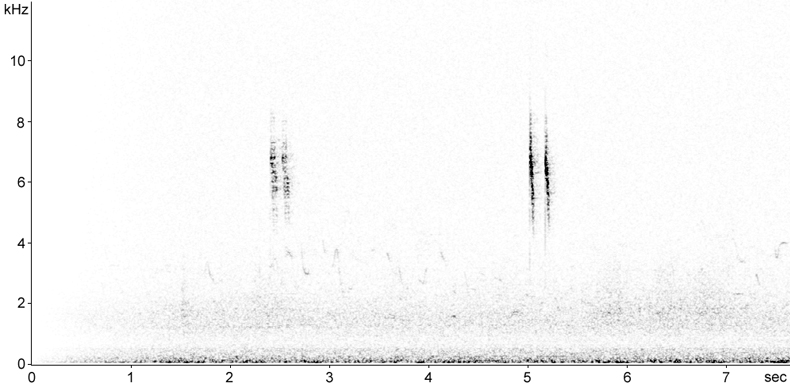 Sonogram of Grey Wagtail calls in flight