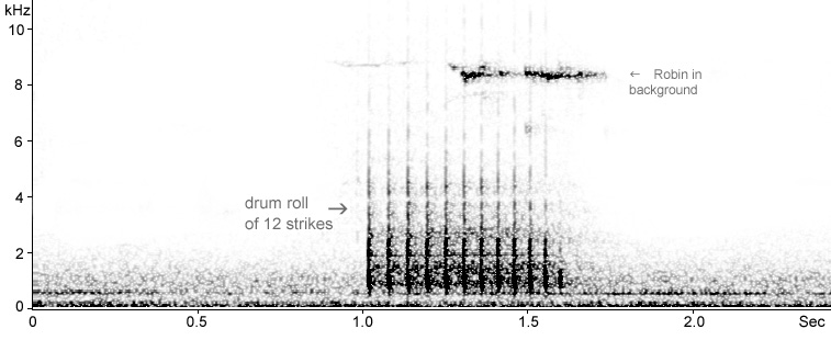 Sonogram of drumming Great Spotted Woodpecker