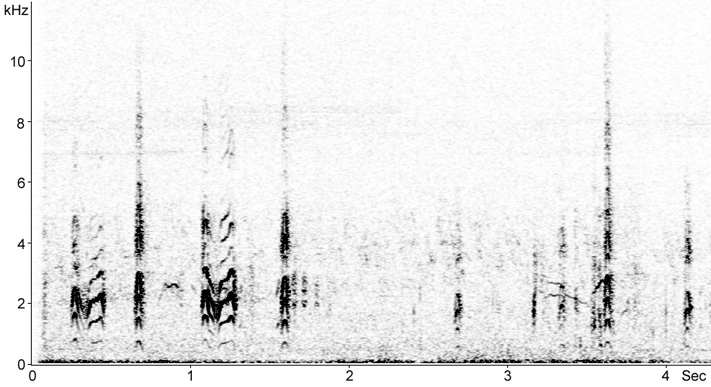 Sonogram of Gull-billed Tern calls