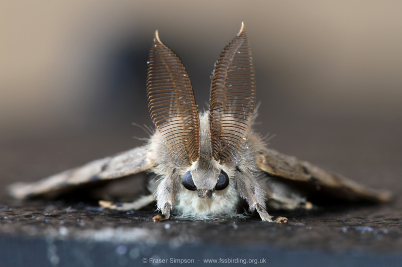Gypsy Moth (Lymantria dispar) © Fraser Simpson