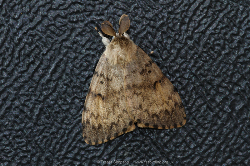 Gypsy Moth (Lymantria dispar) © Fraser Simpson