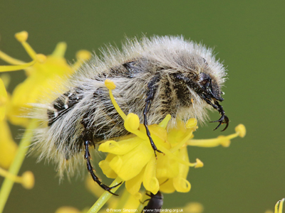 Hairy Rose Beetle (Tropinota squalida), NMAC, Vejer, Andalucia, Spain � Fraser Simpson