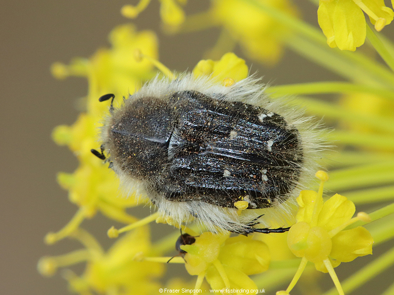 Hairy Rose Beetle (Tropinota squalida), NMAC, Vejer, Andalucia, Spain � Fraser Simpson