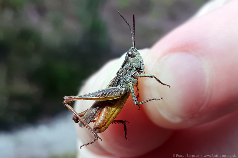 Heath Grasshopper (Chorthippus vagans) © Fraser Simpson