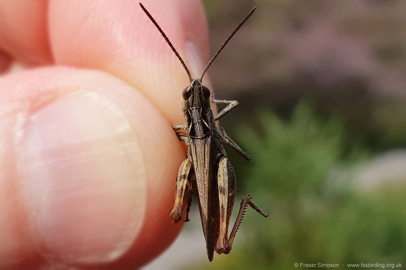 Heath Grasshopper (Chorthippus vagans) © Fraser Simpson