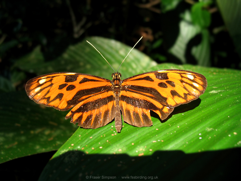 Heliconius pardalinus, Tarapoto, Peru, Aug 2007 � Fraser Simpson