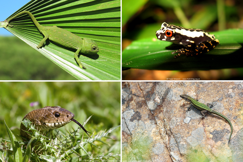 Amphibians & Reptiles photographs © Fraser Simpson