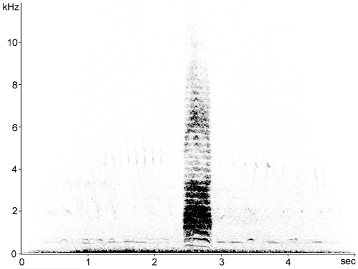 Sonogram of Hooded Crow call
