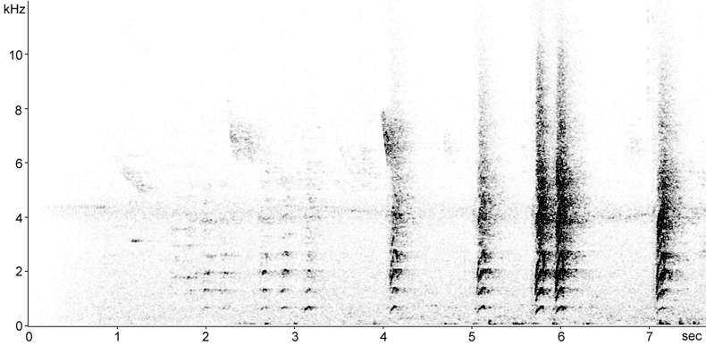 Sonogram of Horned Parakeet calls