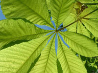 Horse Chestnut Leaf, Scotland