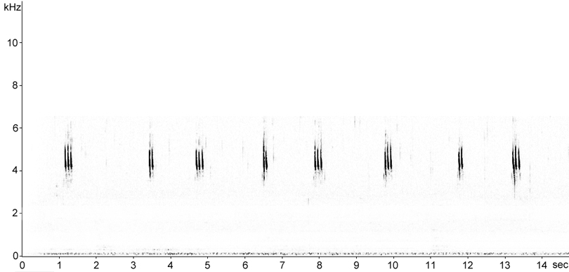 Sonogram of House Cricket calling song stridulation