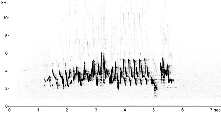 Sonogram of House Finch song