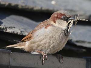 House Sparrow ©Fraser Simpson