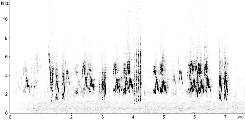 Sonogram of House Sparrows calls