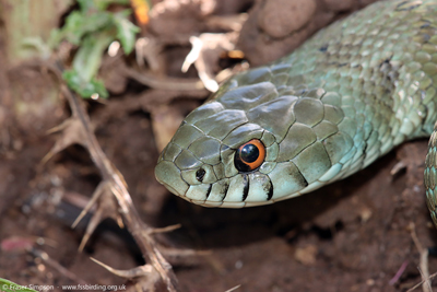Iberian Grass Snake (Natrix astreptophora)  Fraser Simpson