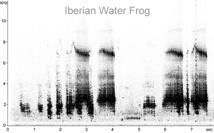 Iberian Water Frog sonogram � Fraser Simpson www.fssbirding.org.uk