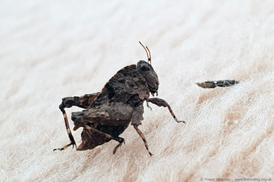 Iberian Wingless Groundhopper (Tetrix nodulos)  Fraser Simpson