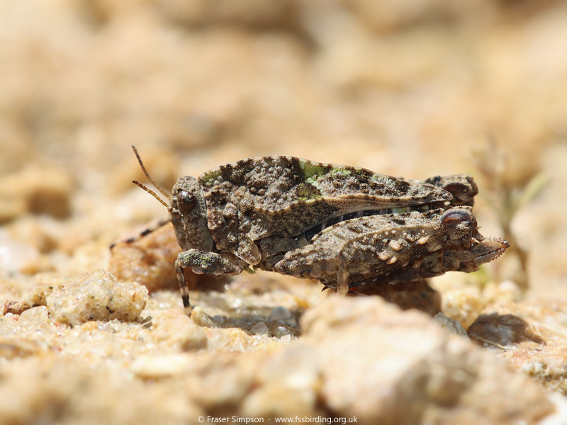 Iberian Wingless Groundhopper (Tetrix nodulosa) © Fraser Simpson