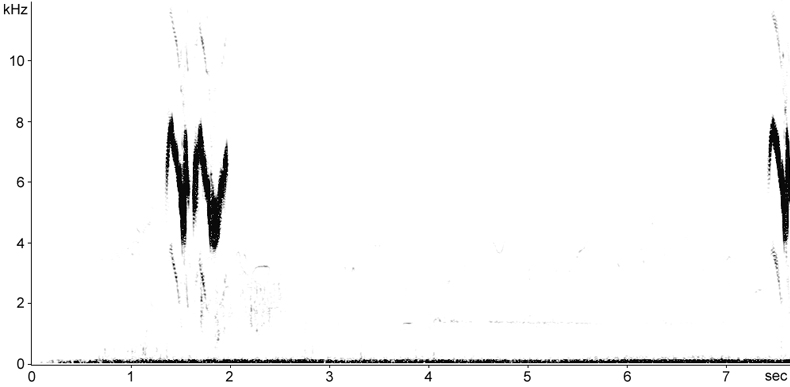 Sonogram of Iberian Yellow Wagtail song