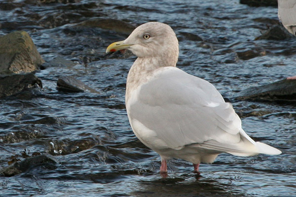 Iceland Gull 2005 Fraser Simpson