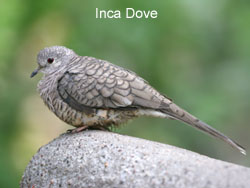 Inca Dove © 2006  F. S. Simpson
