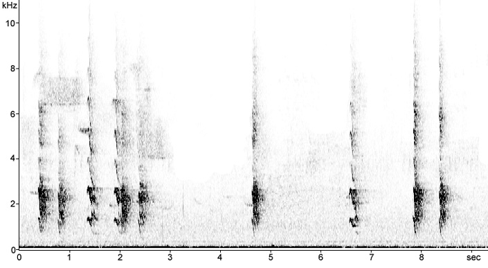 Sonogram of Jackdaw breeding calls