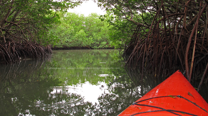 Mangroves on Summerland Key © Fraser Simpson