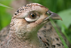 Pheasant in walled garden