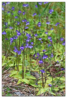 Common Butterwort (Pinguicula vulgaris) � Fraser Simpson www.fssbirding.org.uk