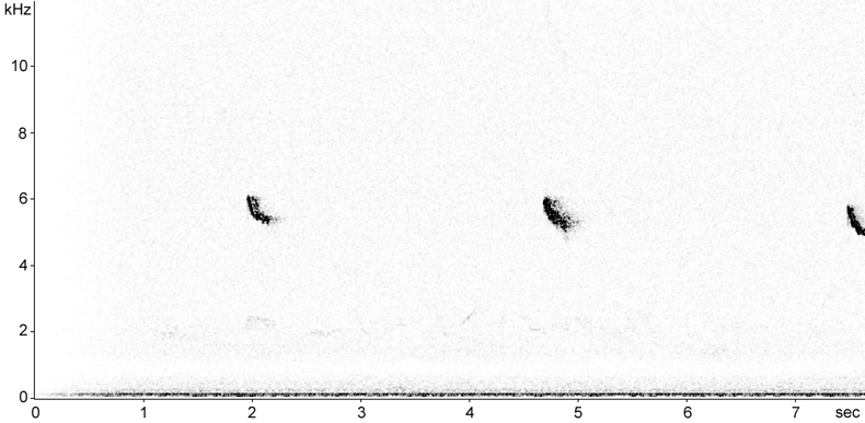 Sonogram of Kingfisher calls in flight