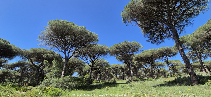 Umbrella Pines, La Bre�a de Barbate, Andaluc�a, Spain, April 2025 � Fraser Simpson